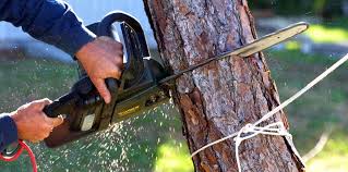 Best Tree Health Inspection  in Leona Valley, CA