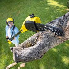 Best Arborist Consultation Services  in Leona Valley, CA