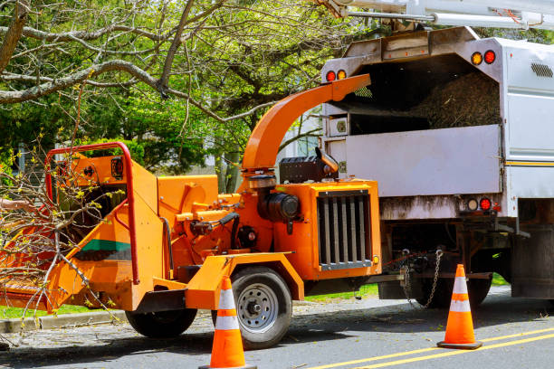 How Our Tree Care Process Works  in  Leona Valley, CA