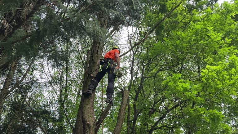 Professional Tree Removal in Leona Valley, CA