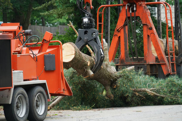 Best Commercial Tree Services  in Leona Valley, CA