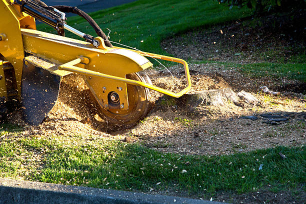 Best Soil Testing and Treatment  in Leona Valley, CA