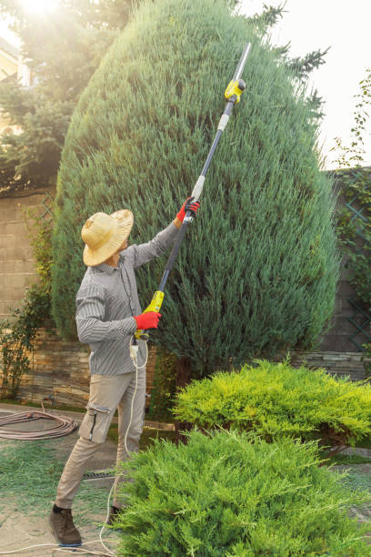 Best Root Management and Removal  in Leona Valley, CA