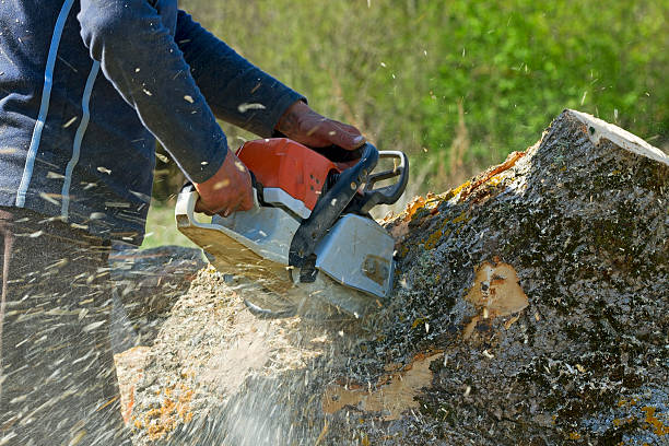Lawn Pest Prevention in Leona Valley, CA