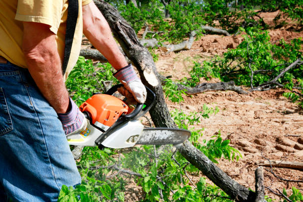 Best Organic Lawn Care Solutions  in Leona Valley, CA